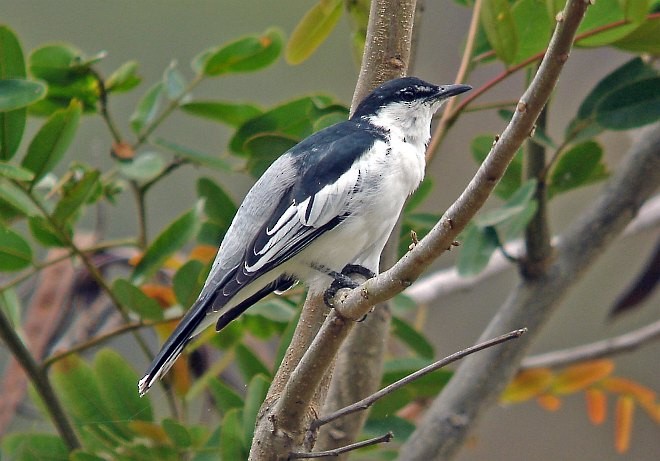 White-shouldered Triller - ML379480171