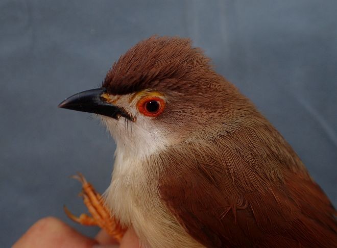 Yellow-eyed Babbler - ML379480341