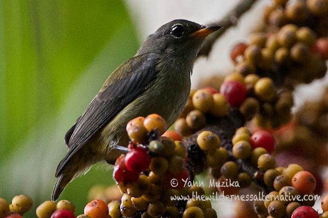 Halmahera Flowerpecker - ML379480691