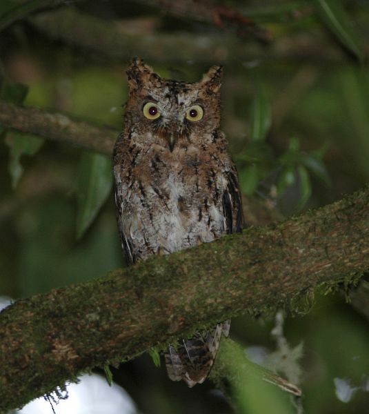 Sulawesi Scops-Owl - ML379481341