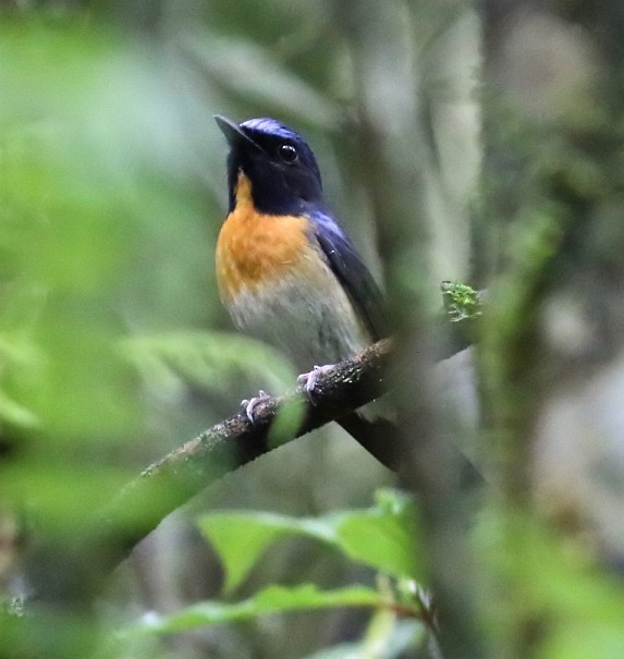 Chinese Blue Flycatcher - ML379481591