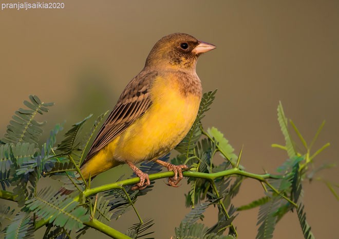 Red-headed Bunting - ML379482601