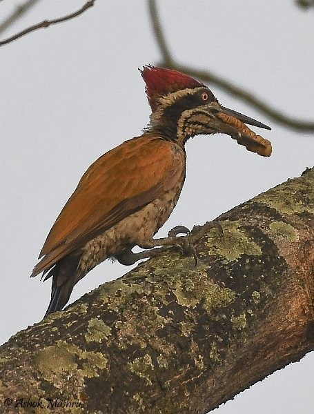 Greater Flameback - ML379482891