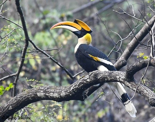 Great Hornbill - ML379482951