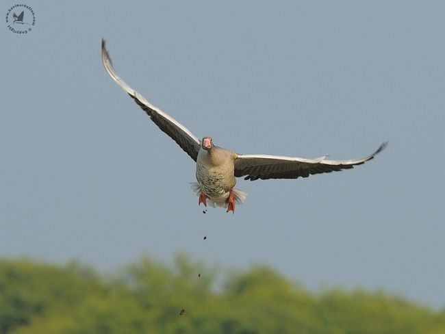 Graylag Goose (Siberian) - ML379483421