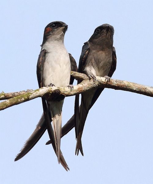 Gray-rumped Treeswift - ML379483701