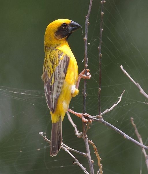 Asian Golden Weaver - ML379483721