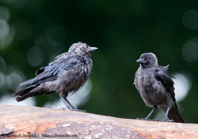 Eurasian Jackdaw - Rajneesh Suvarna