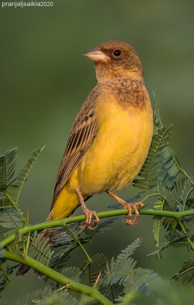 Red-headed Bunting - ML379483981