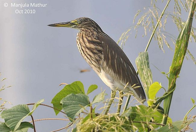 Indian Pond-Heron - ML379484211