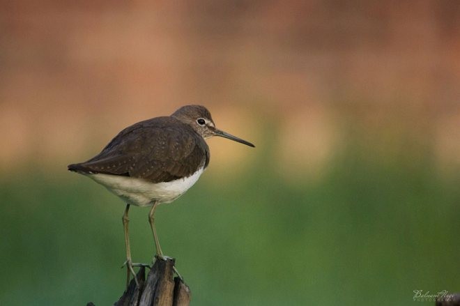 Green Sandpiper - Balwant Negi