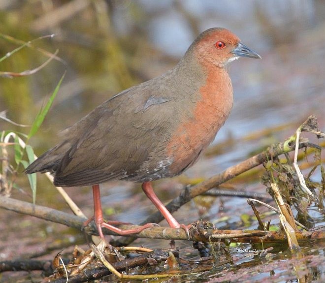 Ruddy-breasted Crake - ML379484321