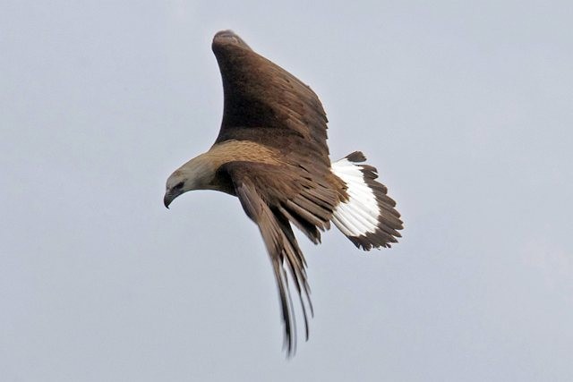 Pallas's Fish-Eagle - Vijay Anand Ismavel