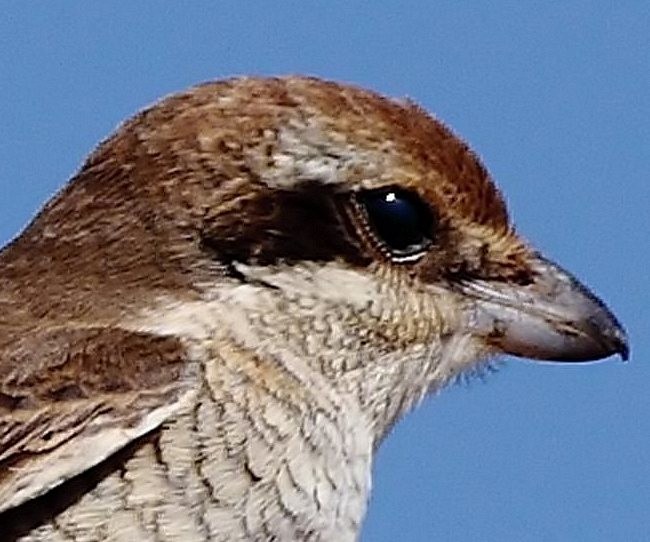 Brown Shrike (Brown) - ML379484711