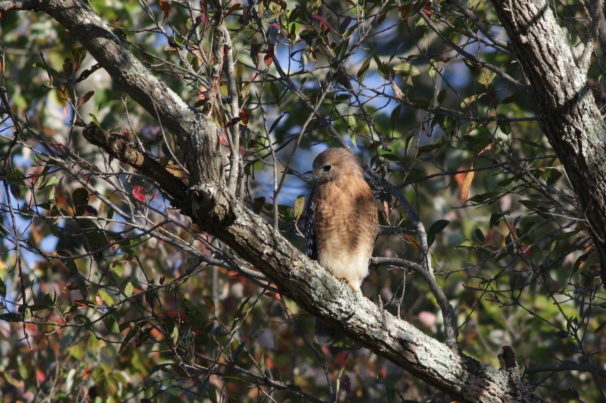 Red-shouldered Hawk - ML37948651