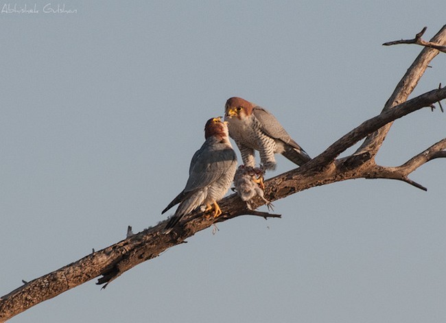 Red-necked Falcon (Asian) - ML379486851