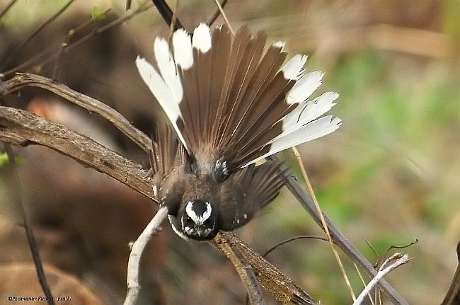 White-browed Fantail - ML379486991