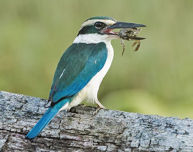 ledňáček obojkový (ssp. occipitalis) - ML379487271