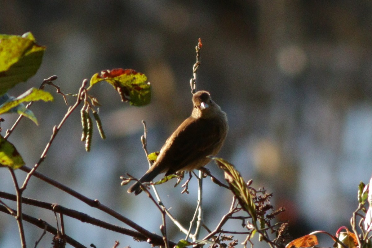 Indigo Bunting - RAS TripLeader