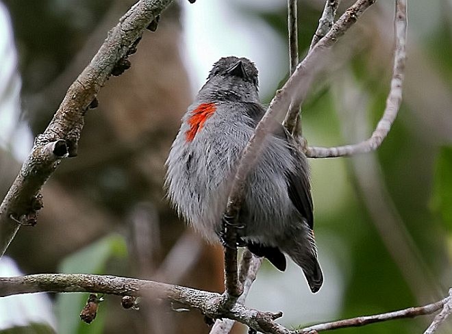 Ashy Flowerpecker - ML379488501