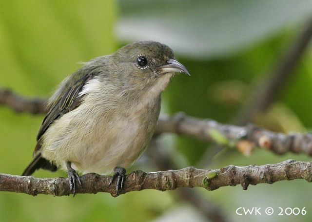 Scarlet-backed Flowerpecker - ML379489081