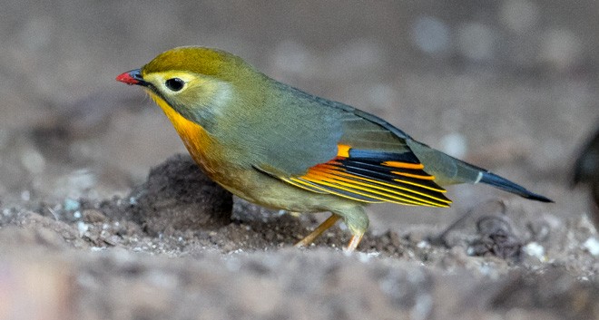 Red-billed Leiothrix - ML379489261