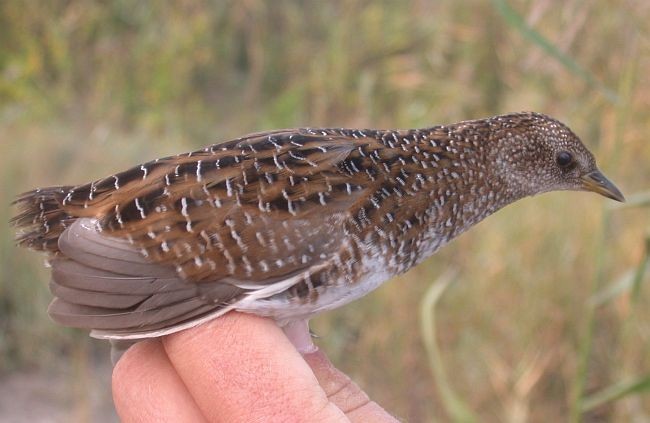 Swinhoe's Rail - Gilles Delforge