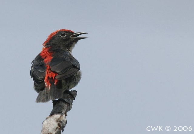 Scarlet-backed Flowerpecker - ML379489671