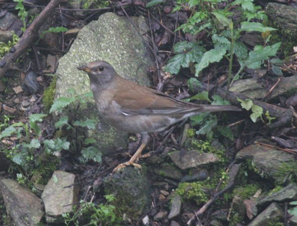 Pale Thrush - ML379490191