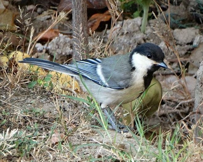 Asian Tit (Cinereous) - ML379490291