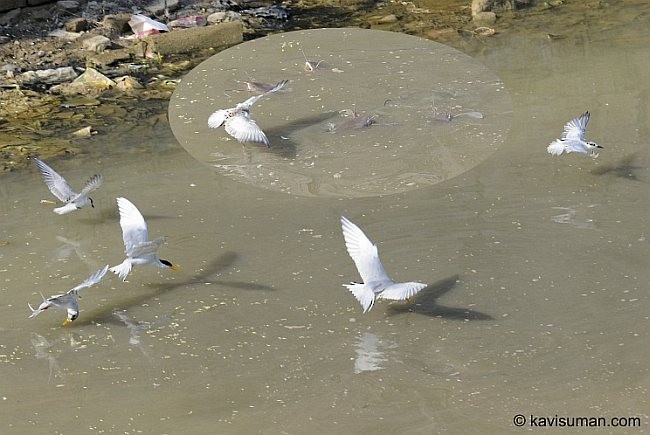 Whiskered Tern - ML379490601