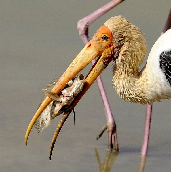 Painted Stork - ML379490631