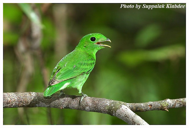 Green Broadbill - Suppalak Klabdee