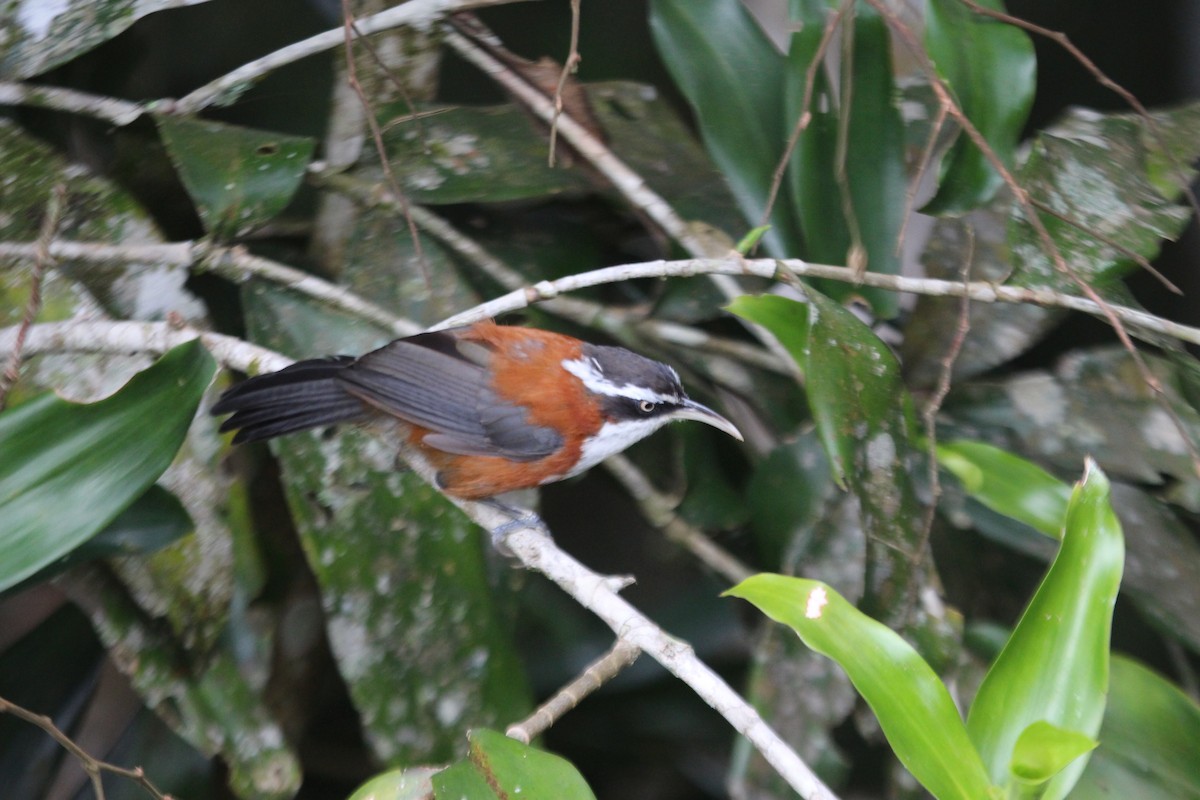 Sunda Scimitar-Babbler - ML37949091