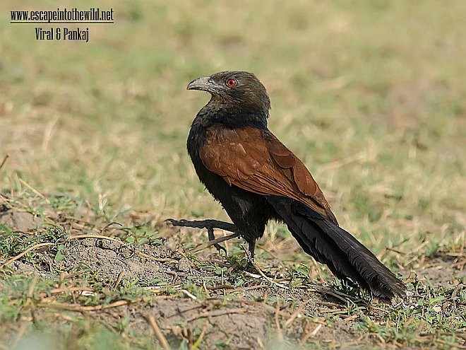 Grand Coucal (parroti) - ML379490911