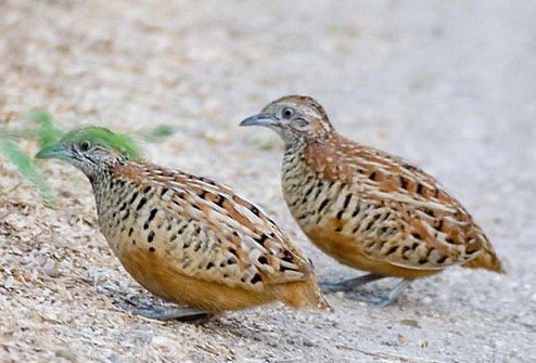 Barred Buttonquail - ML379491111