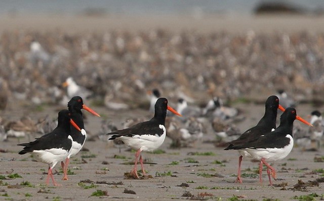 Eurasian Oystercatcher (Western) - ML379491161