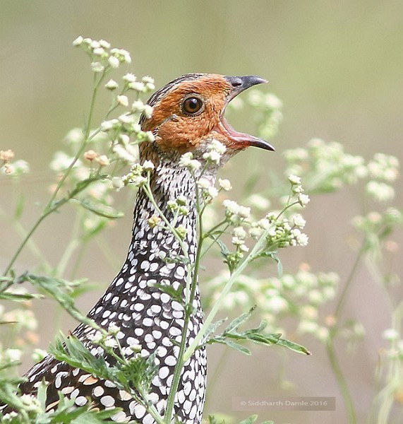 Painted Francolin - ML379491311