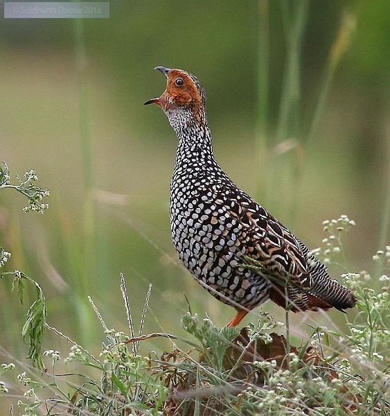 Painted Francolin - ML379491401