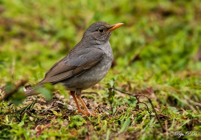 Tickell's Thrush - ML379491451