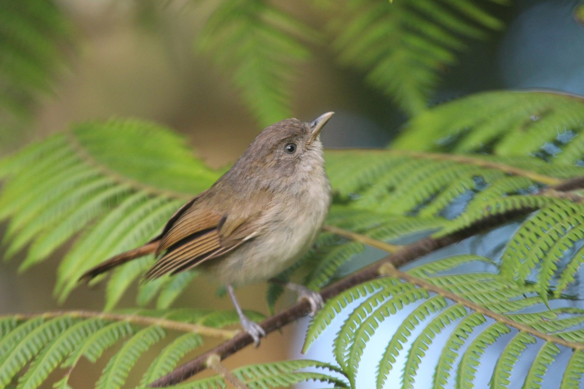 Brown Fulvetta - Wayne Hsu