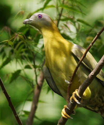 Yellow-footed Green-Pigeon - ML379491831