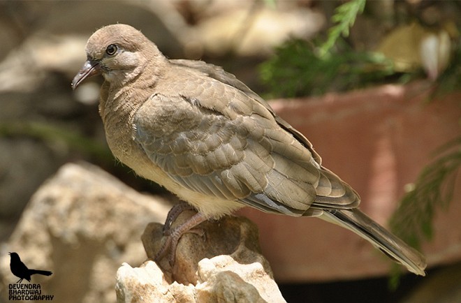 Laughing Dove - ML379492221