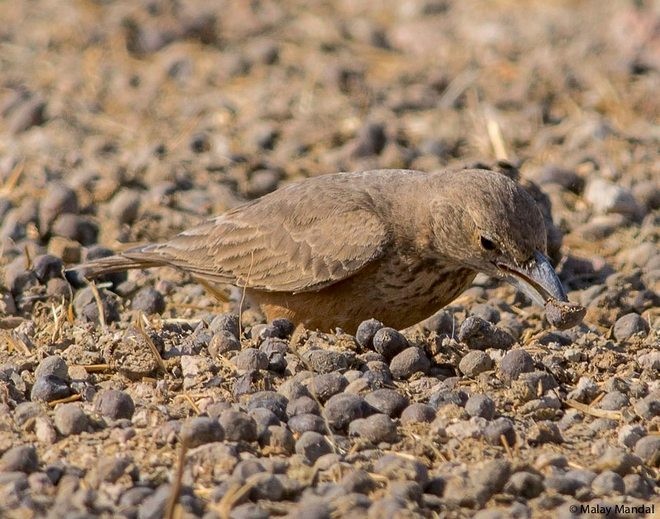 Rufous-tailed Lark - ML379492311