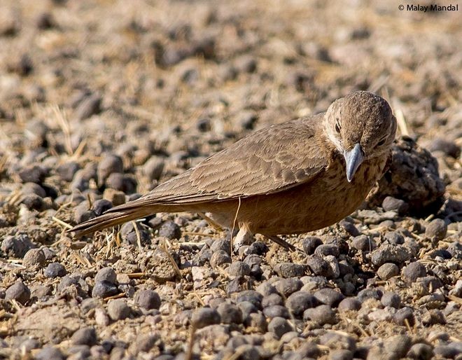 Rufous-tailed Lark - ML379492331