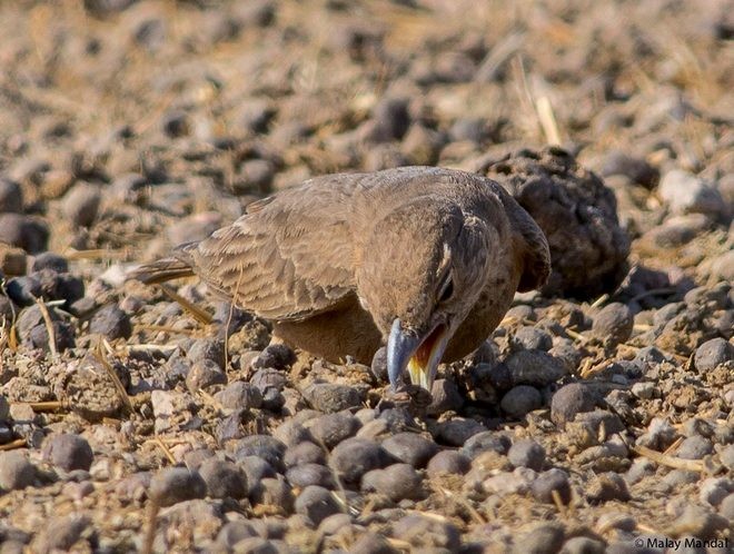 Rufous-tailed Lark - ML379492341