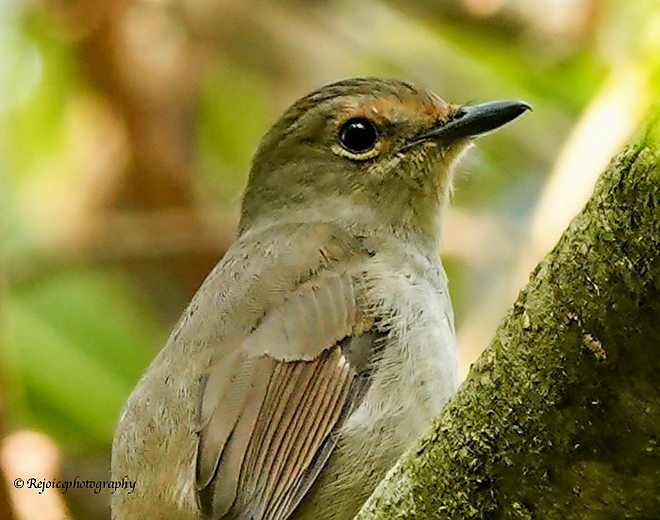 Pale Blue Flycatcher (Unicolored) - ML379492761