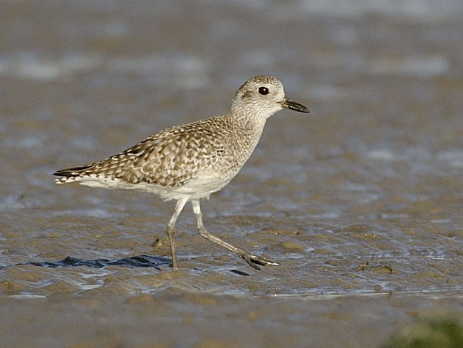 Black-bellied Plover - ML379492821