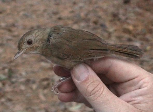 Buff-breasted Babbler - ML379493151