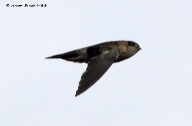 Himalayan Swiftlet - ML379493241